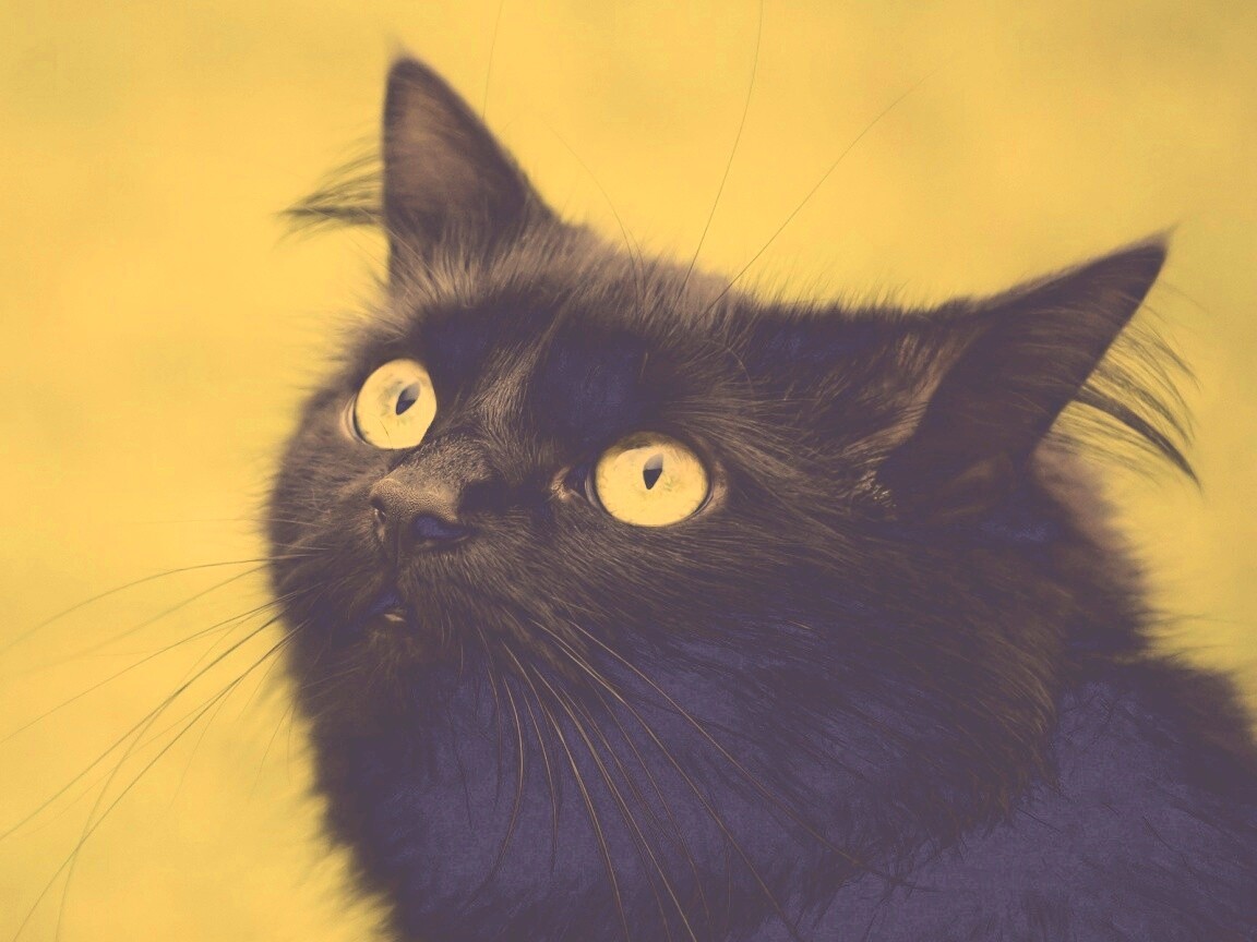 Чёрный котик с зелёными глазками обои