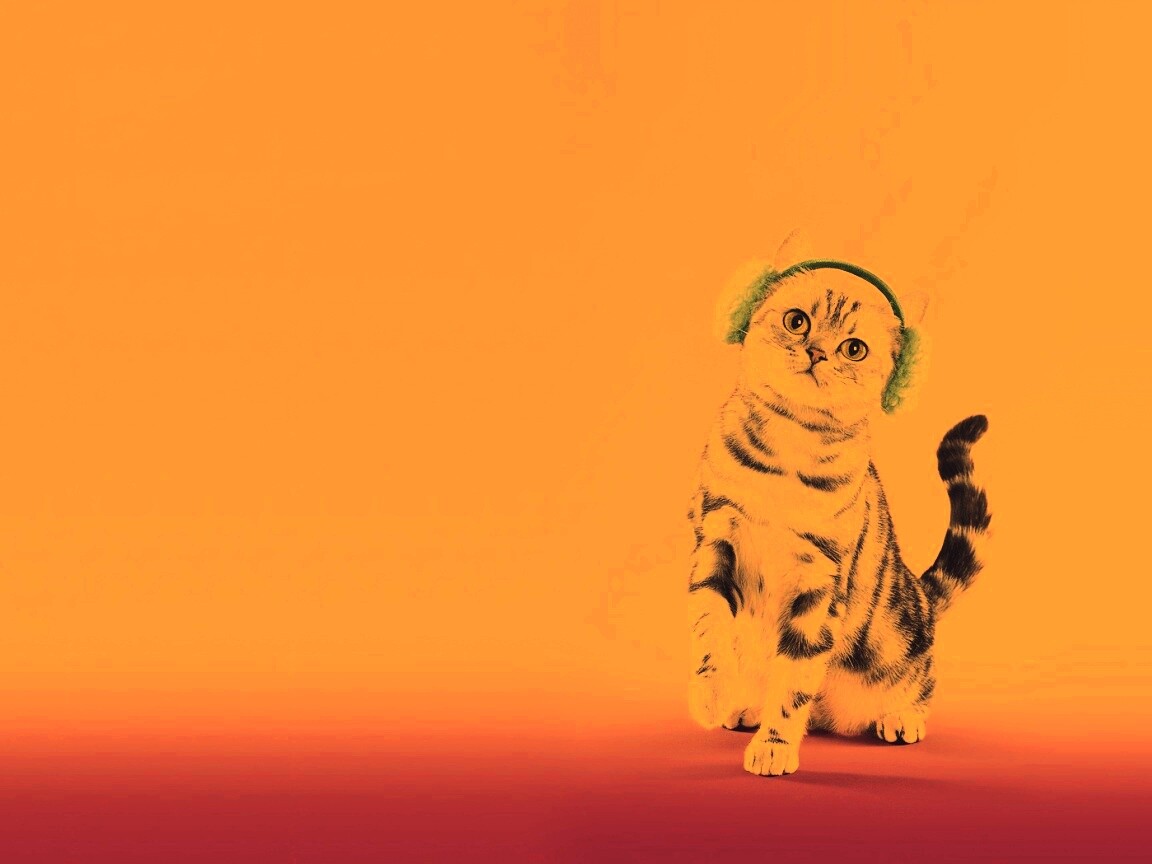 Кот в зеленых наушниках обои