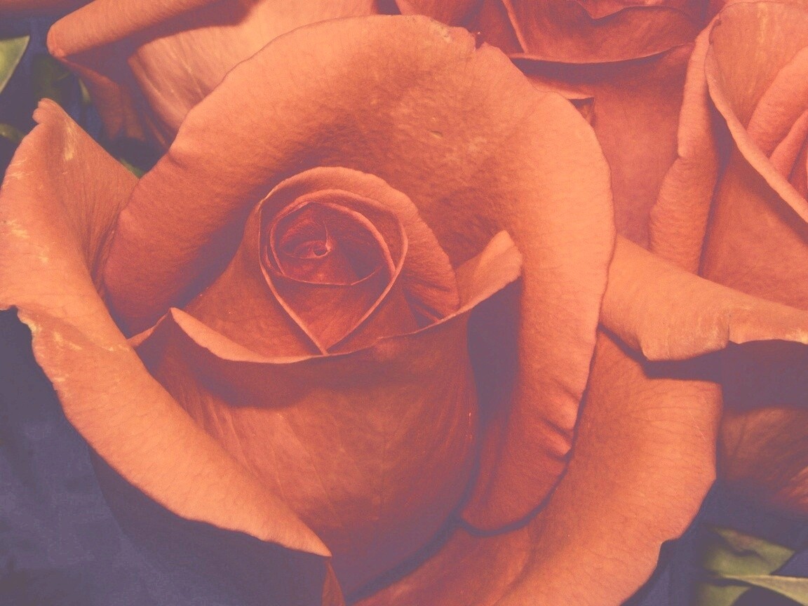 Бутон розы обои