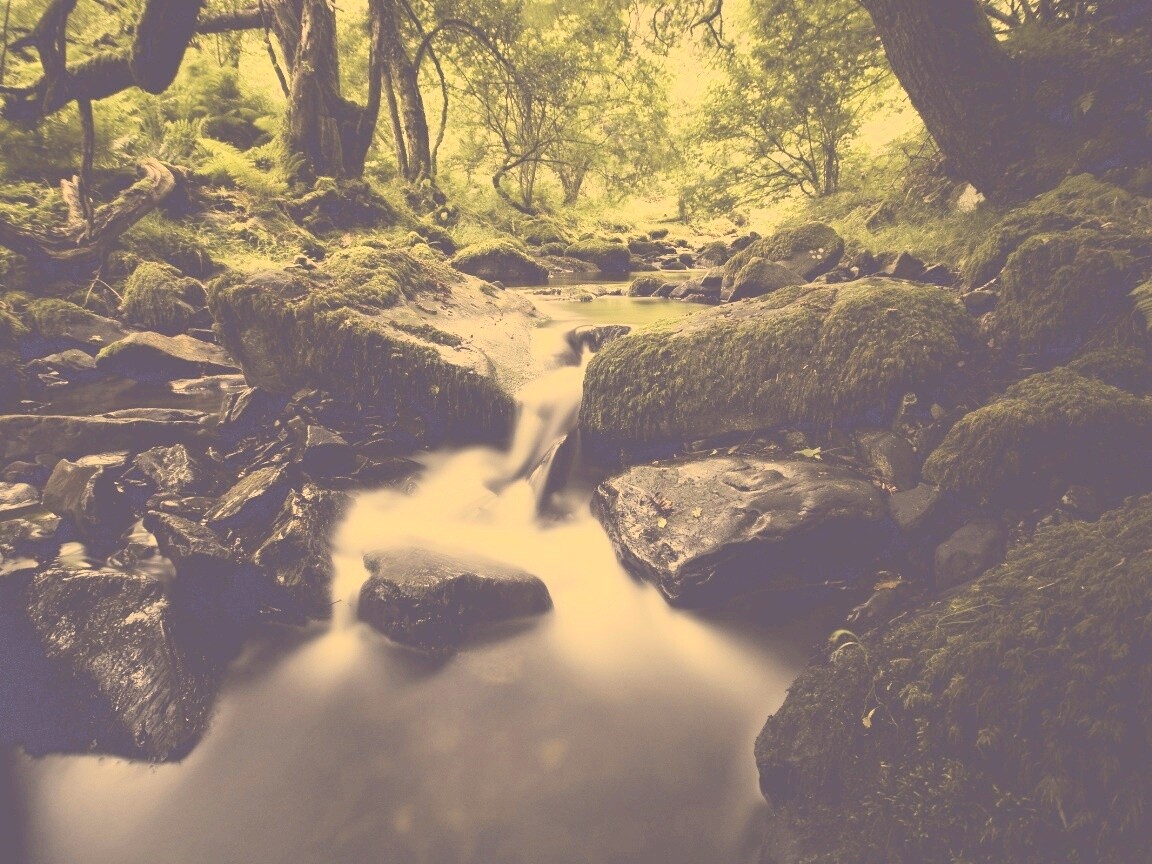 Речной поток в лесу обои