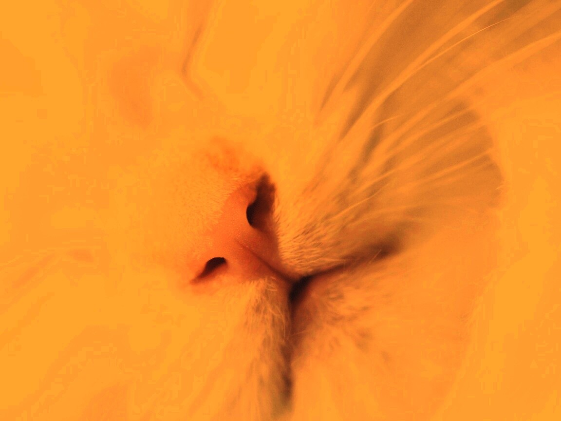 Кошачья мордочка обои