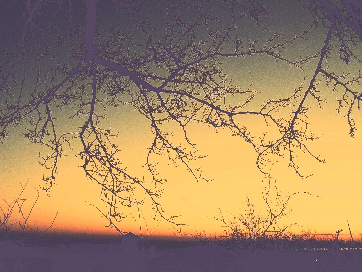 Закат сквозь ветки деревьев обои