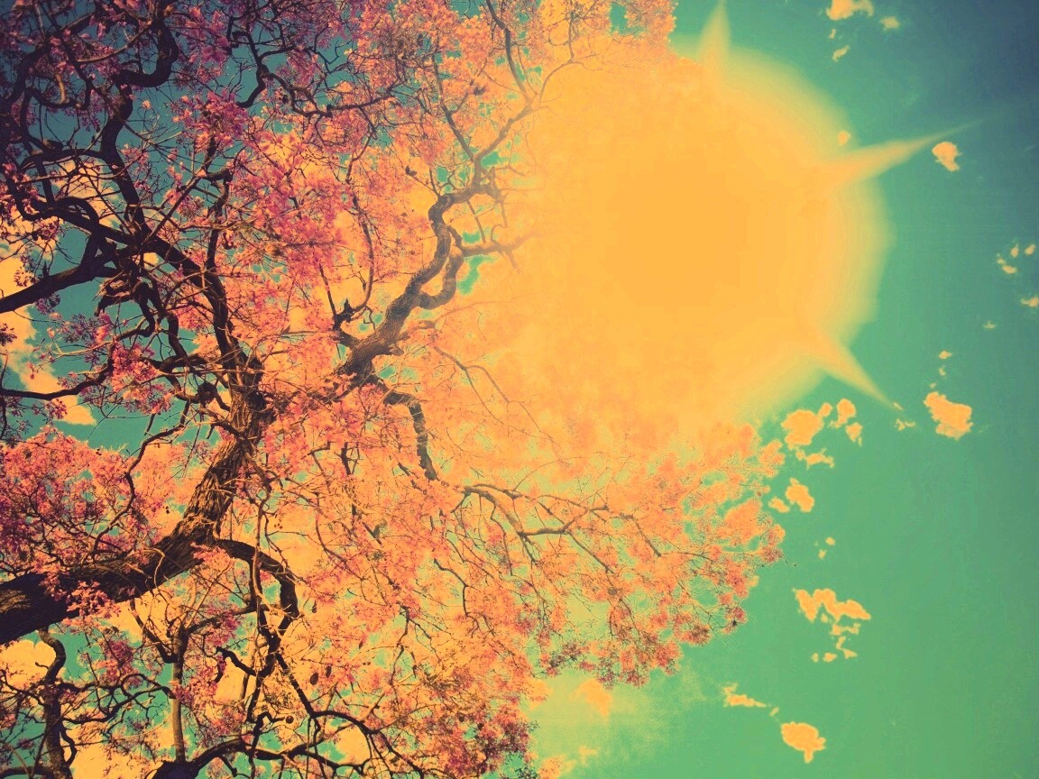 Цветение вишни обои