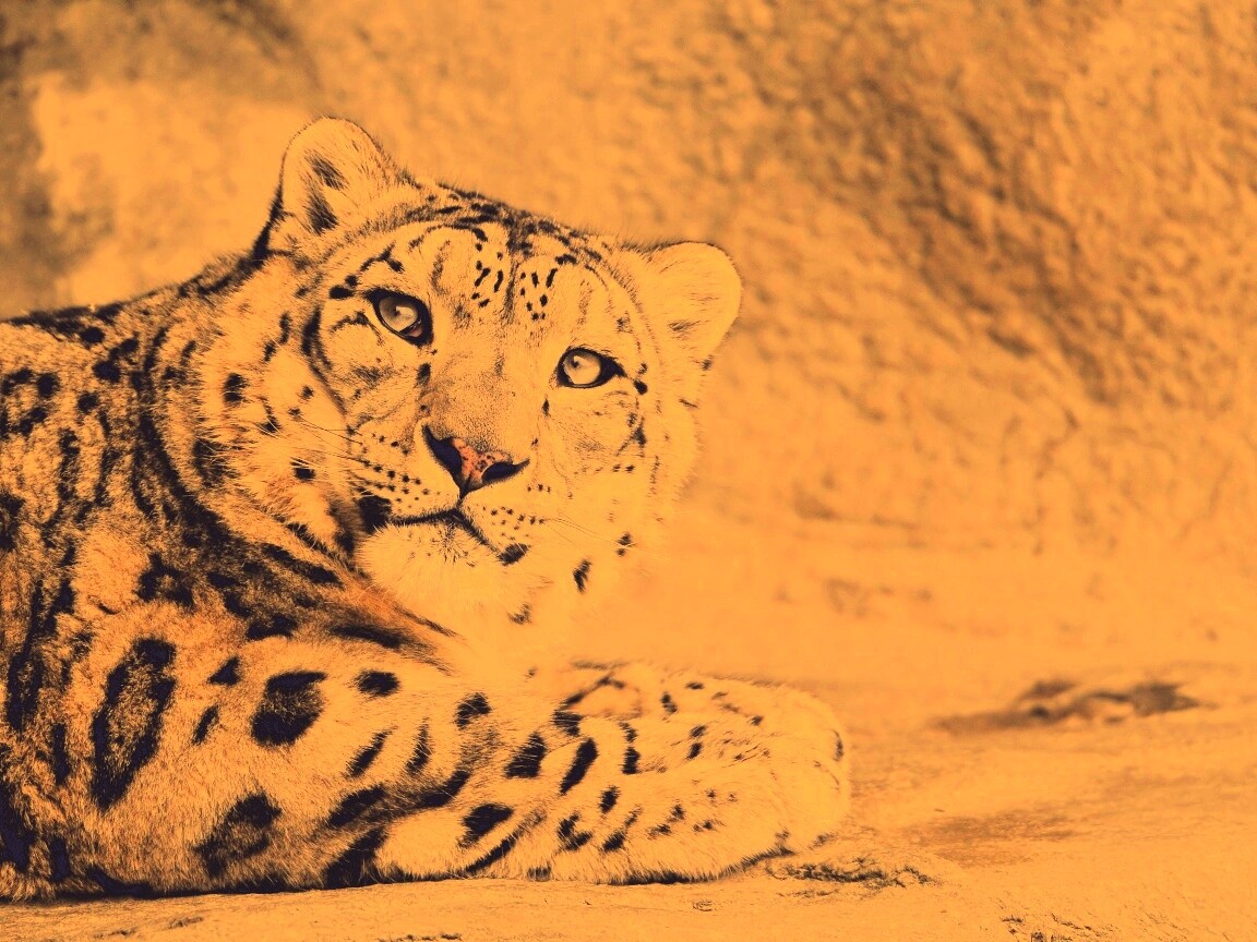 Снежный леопард обои