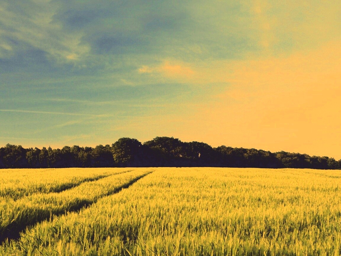 Следы колеи в поле обои