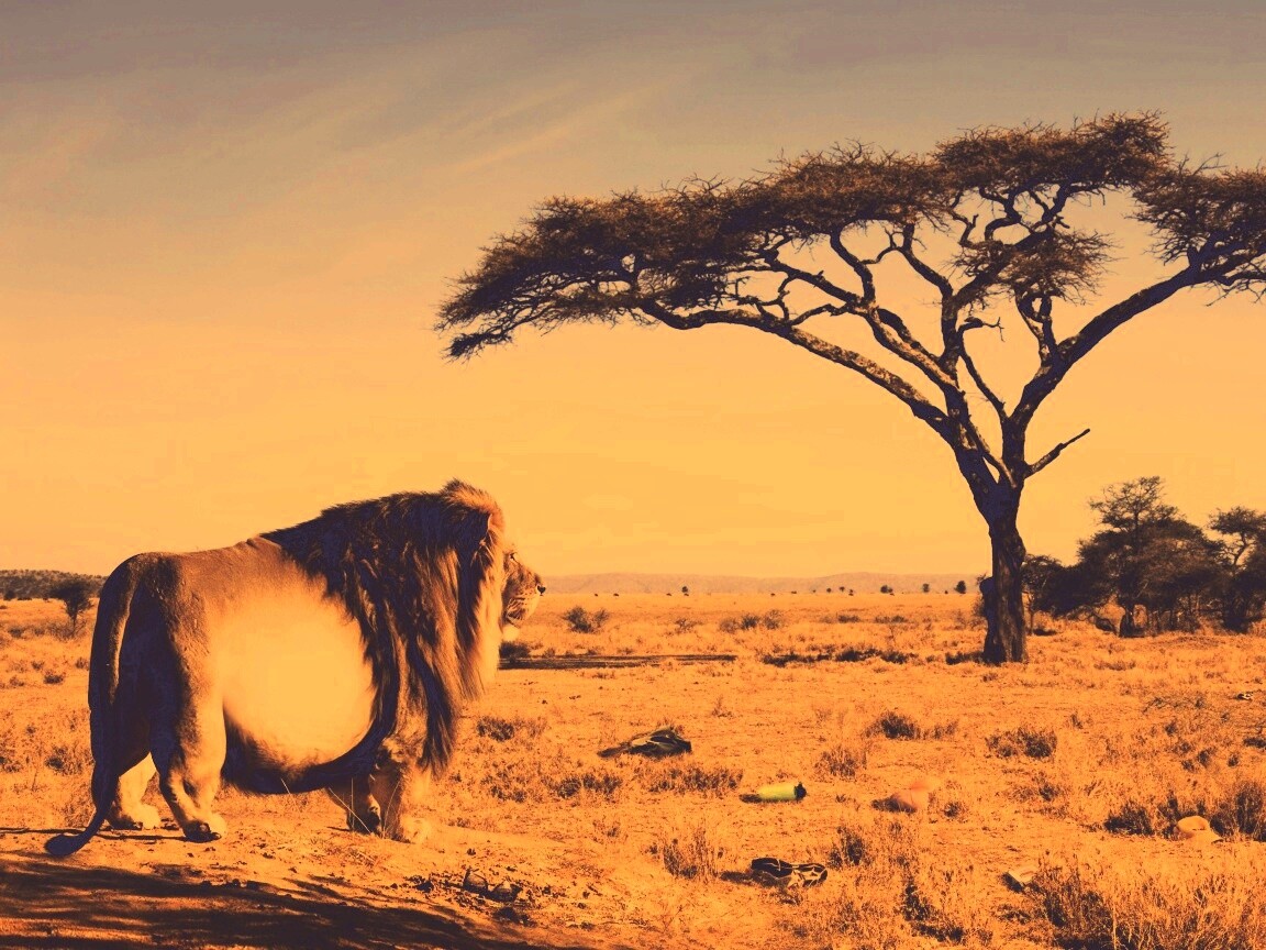 Толстый лев обои