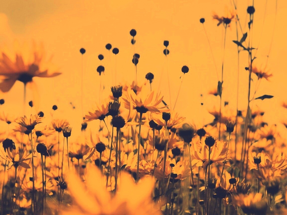 Полевые цветы летом обои