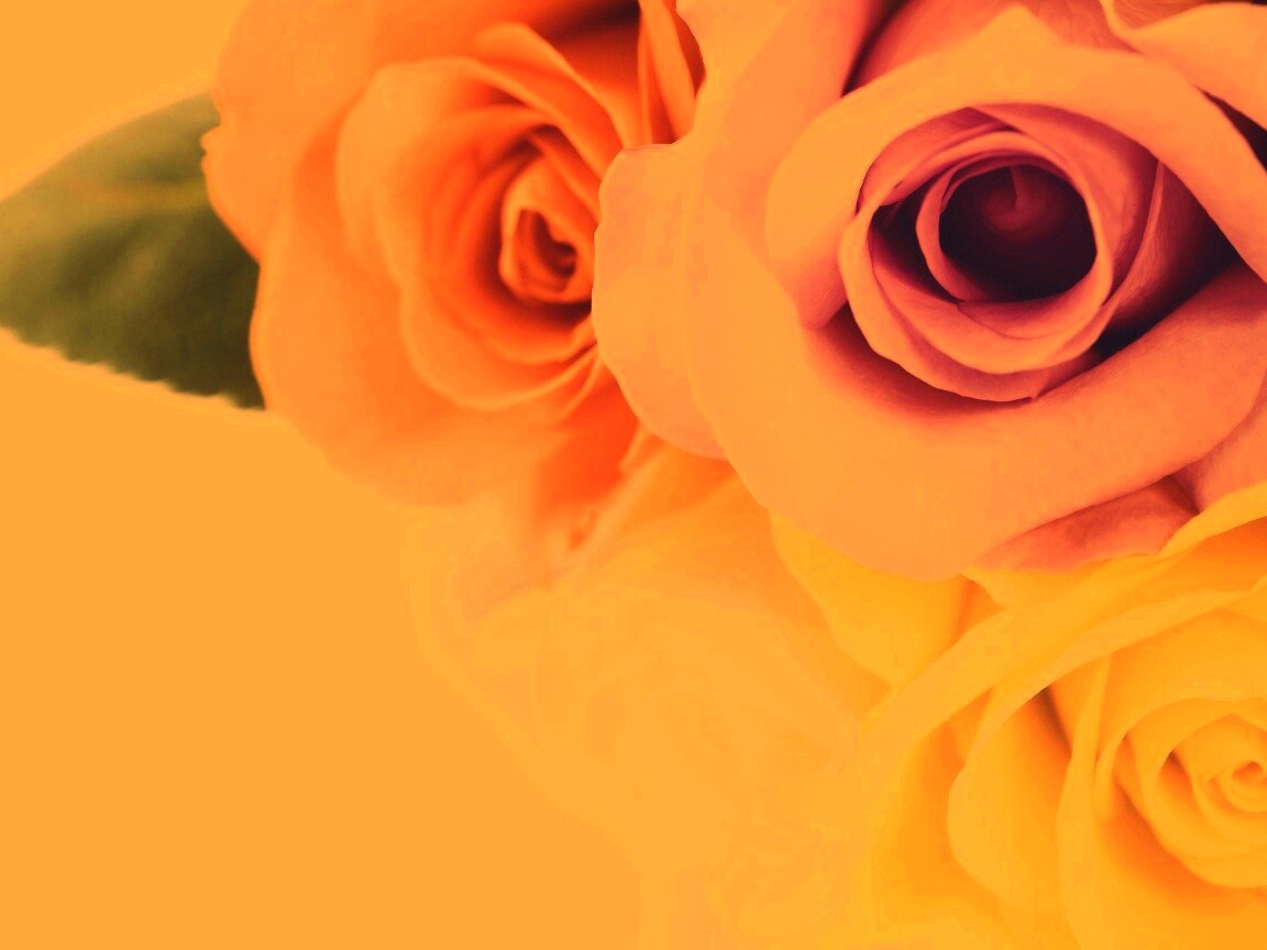 Букет разноцветных роз обои