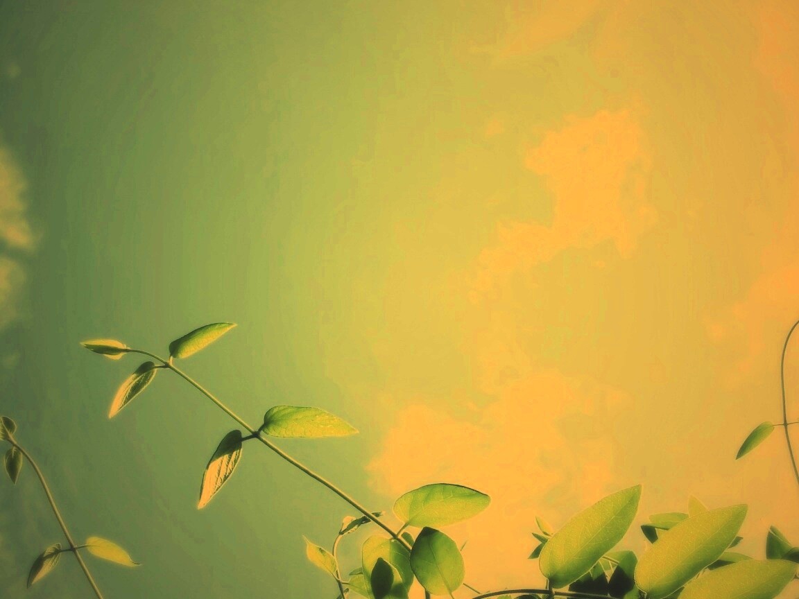 Веточки на фоне неба обои