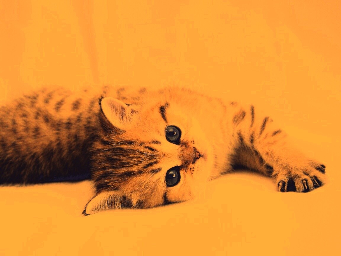 Рыжиый котенок с синим глазами обои