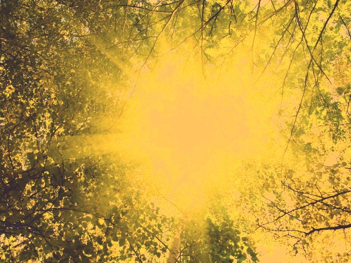 Яркий зеленоватый свет пробивающийся сквозь листву обои