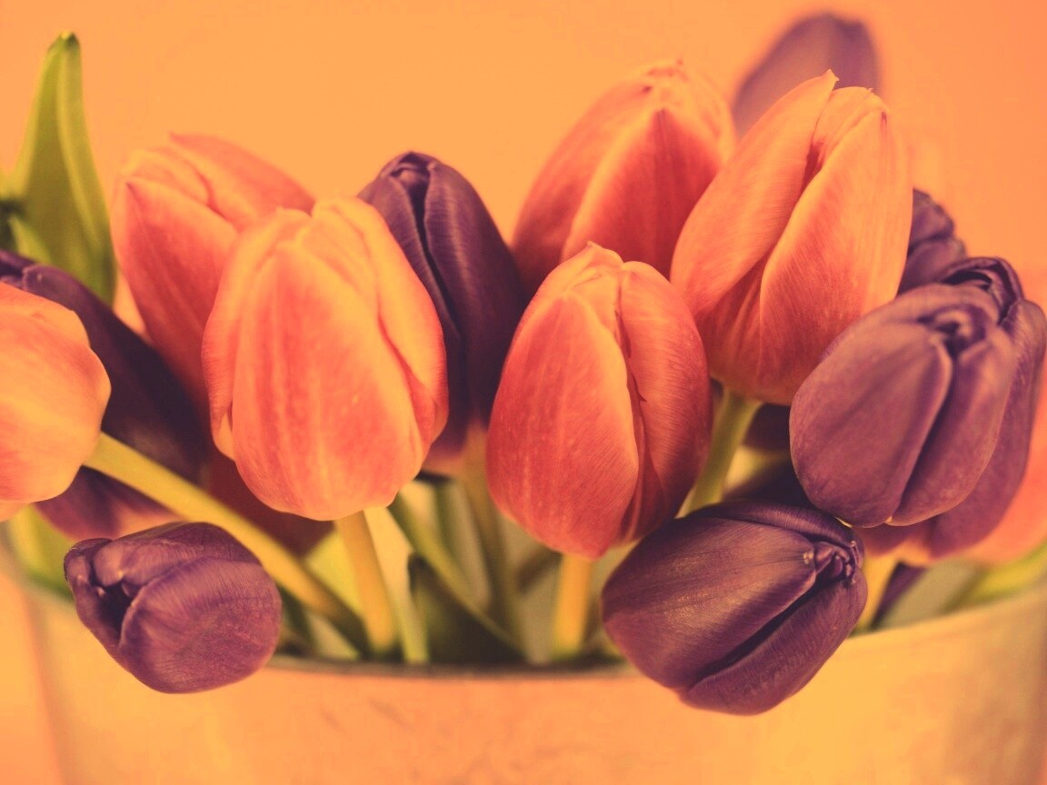 Розовые и фиолетовые тюльпаны обои