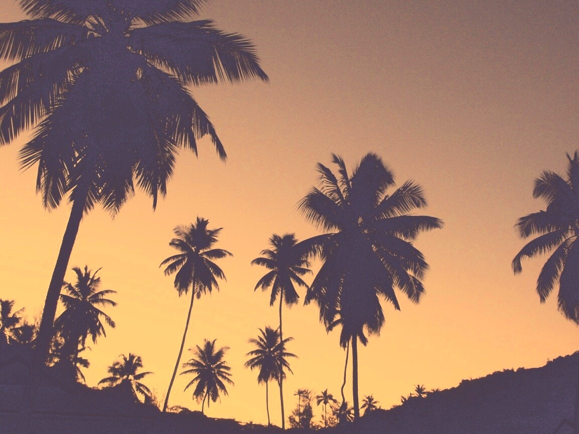 Пальмы на фоне фиолетового неба обои