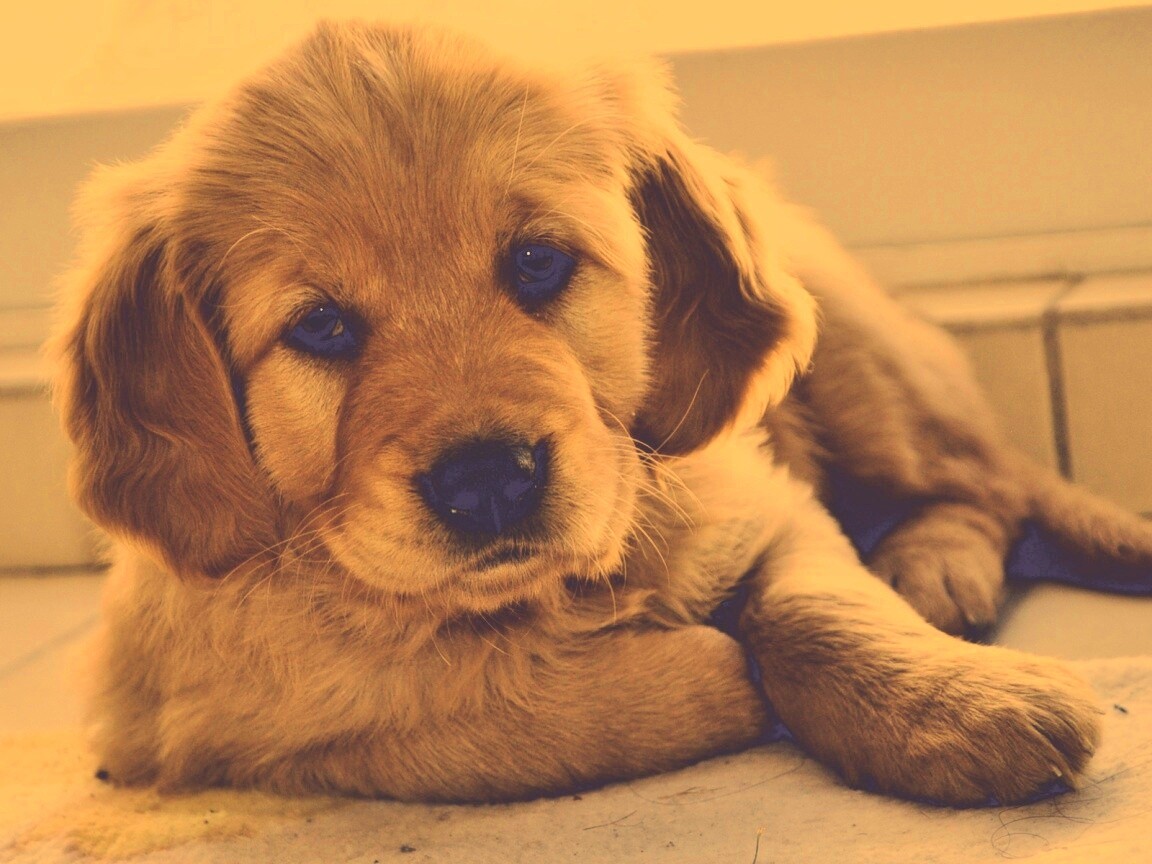 Сонный щенок лабрадора обои