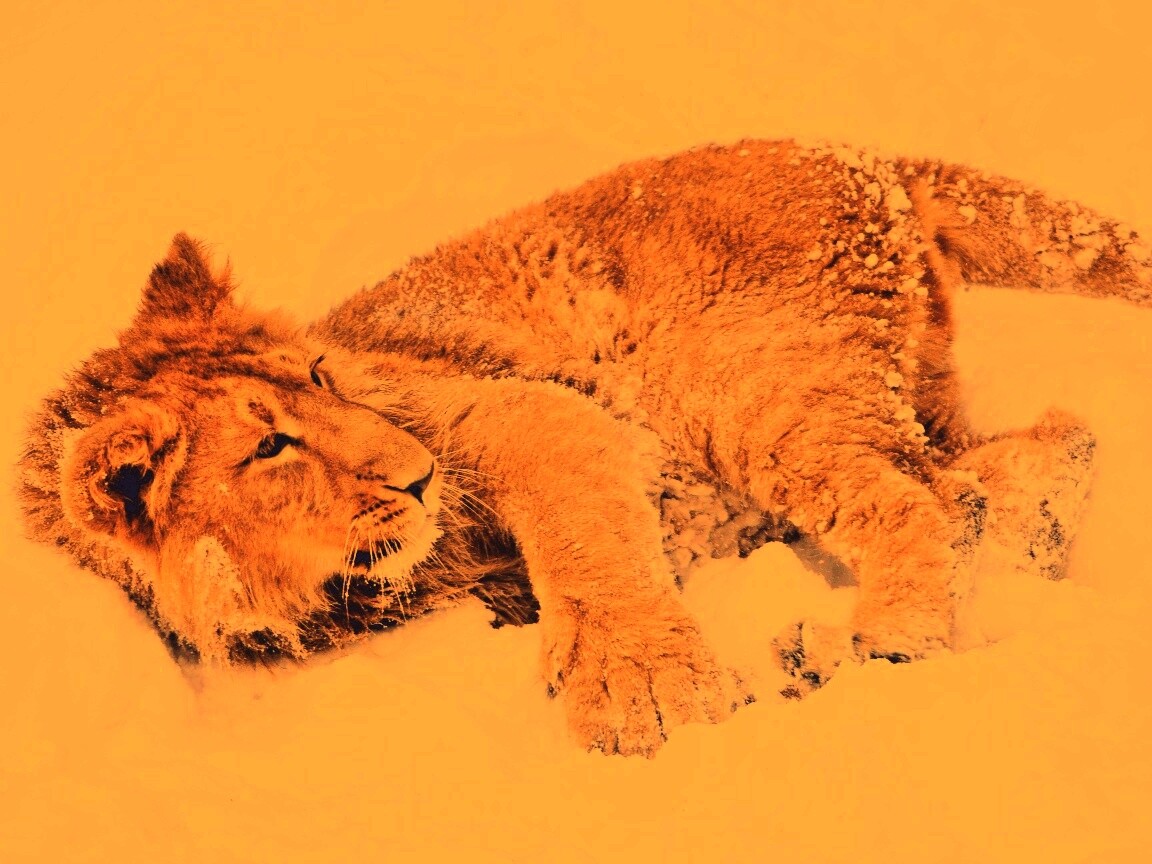 Львёнок в снегу обои