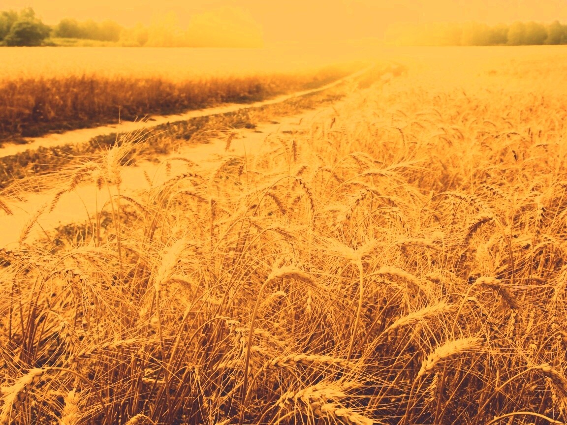 Речка среди поля обои