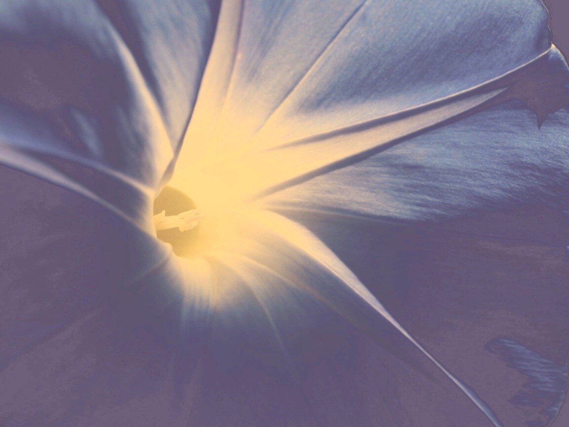 Нежный голубой цветок обои