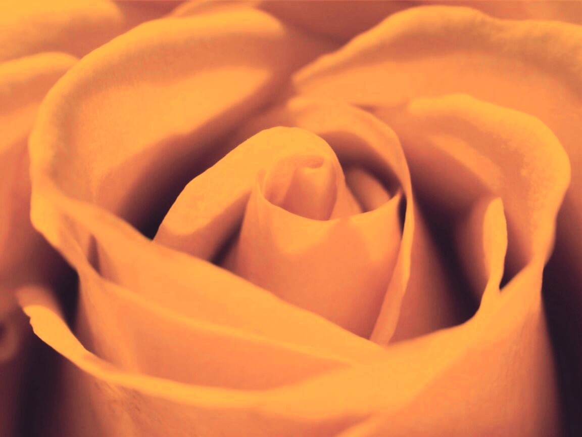 Фиолетовая роза макро обои