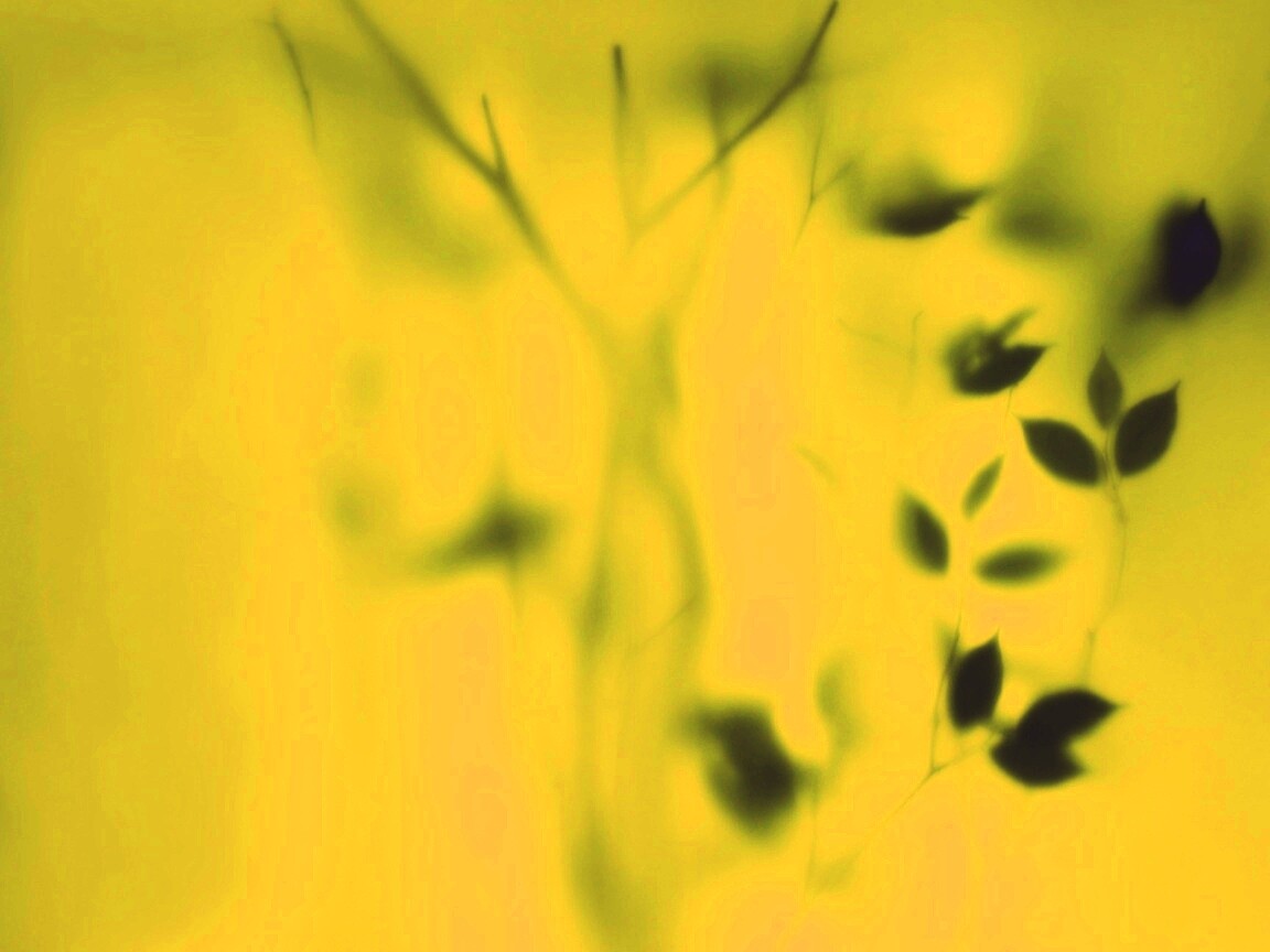 Зелень за стеклом обои