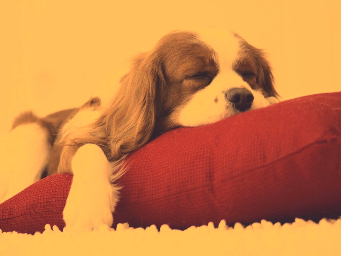 Спящий щенок на красной подушке обои