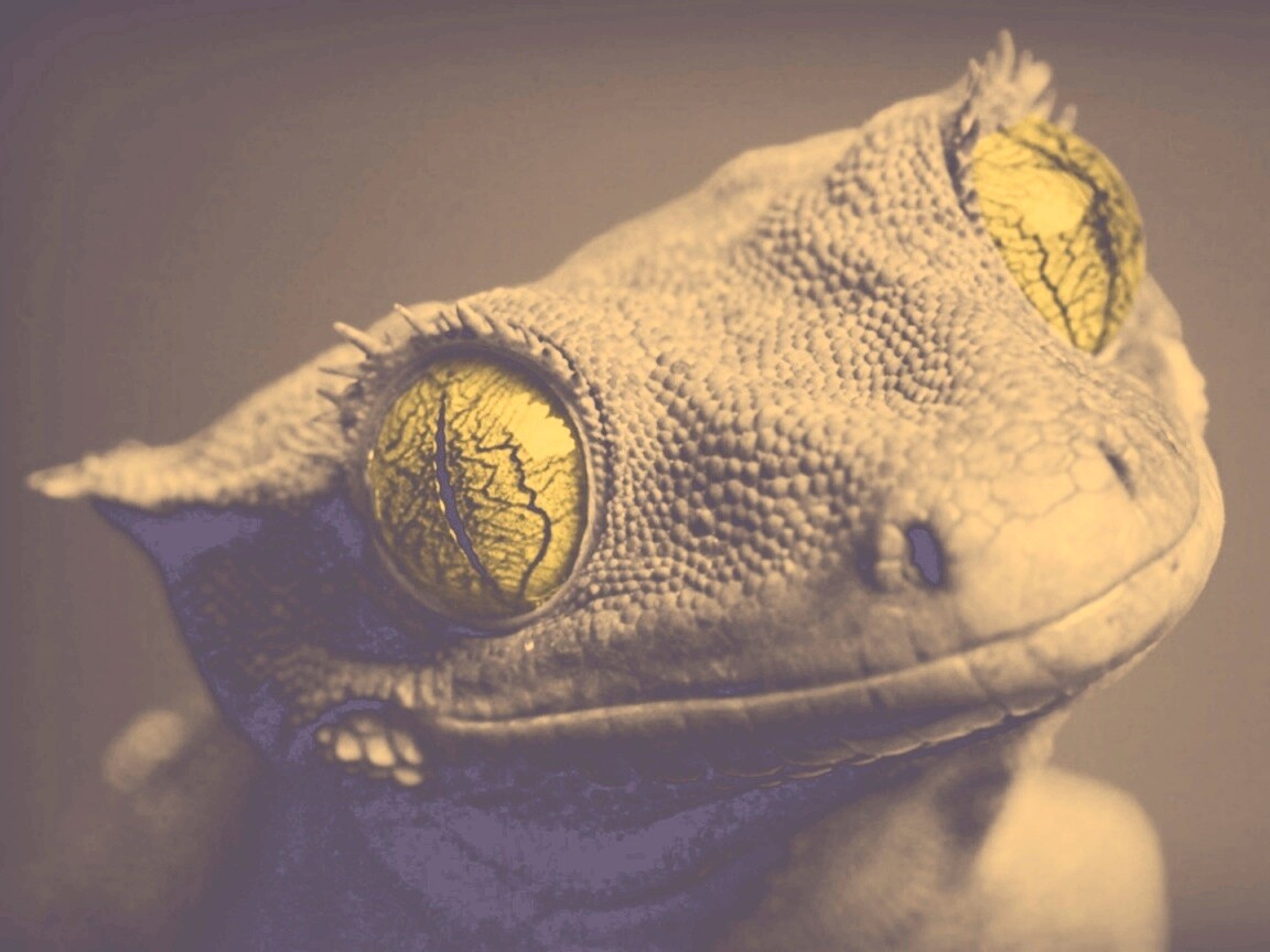 Ящерка обои