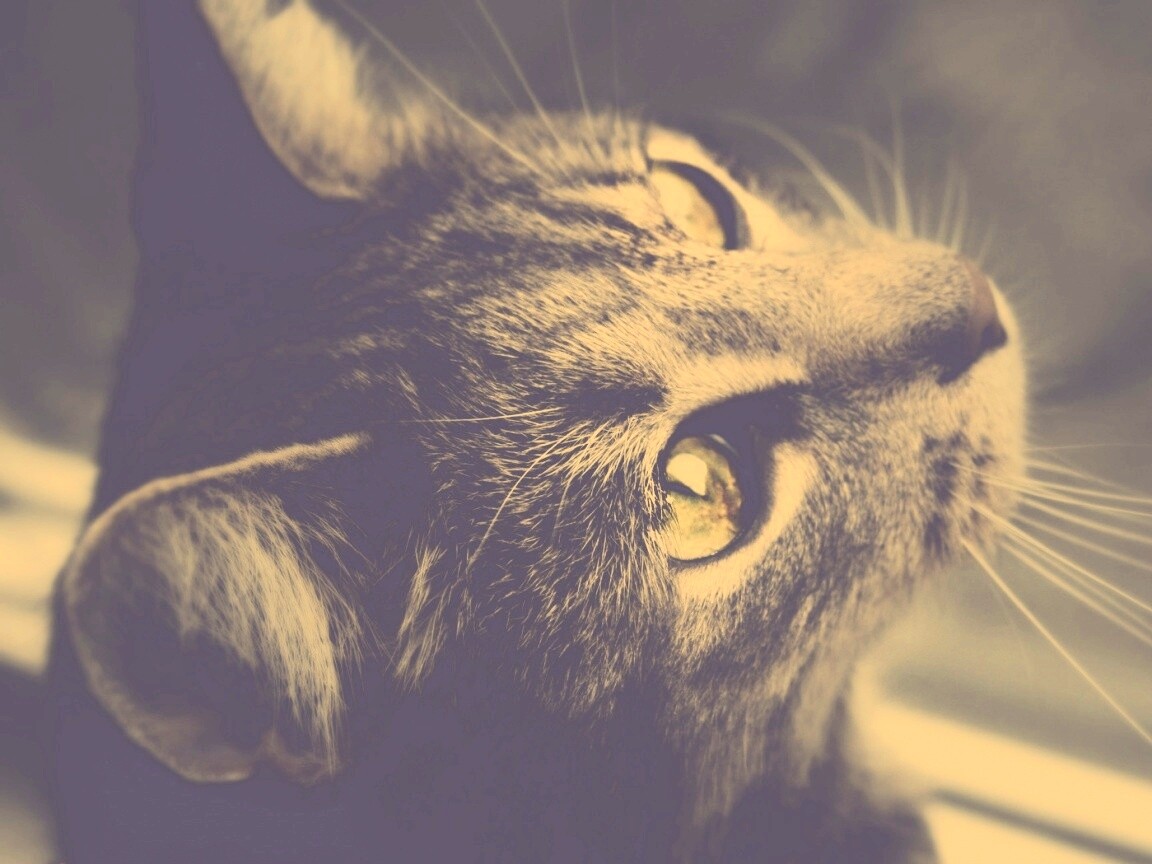 Кот с желтыми глазами обои