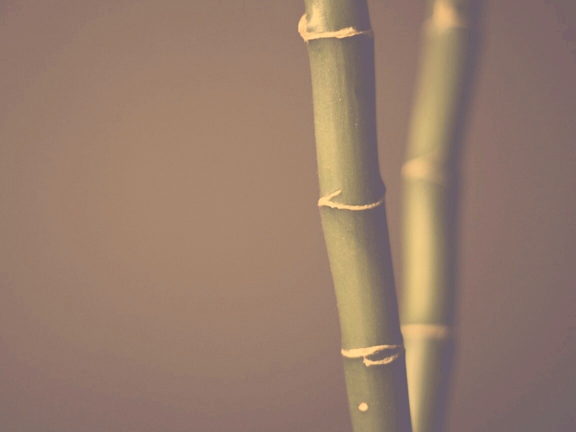 Макро фото стебля бамбука обои