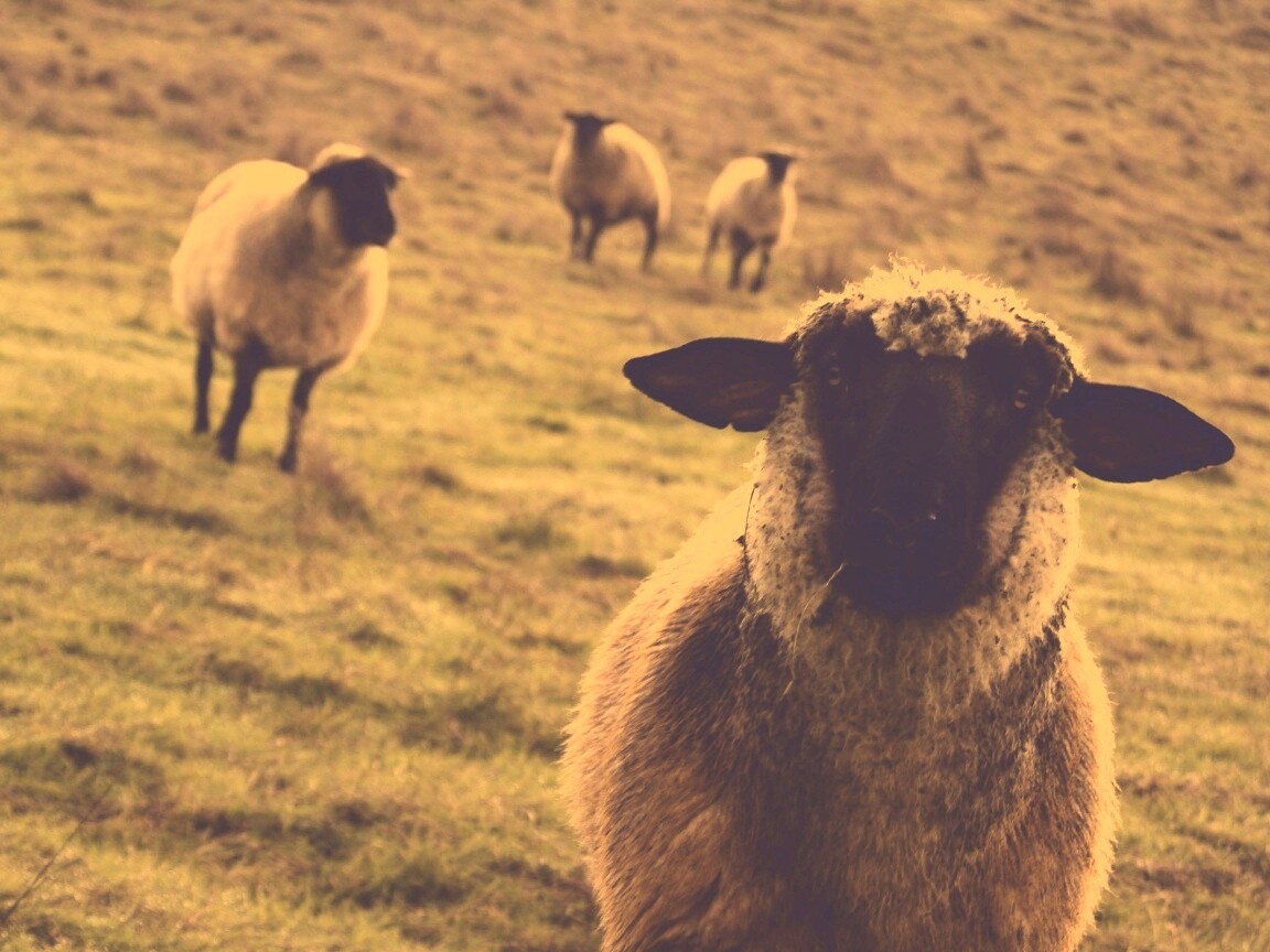 Овцы на пастбище обои