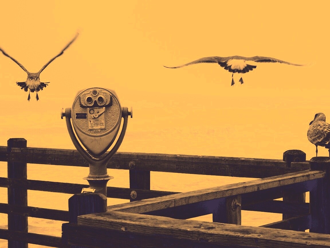 Чайки на перилах пирса обои