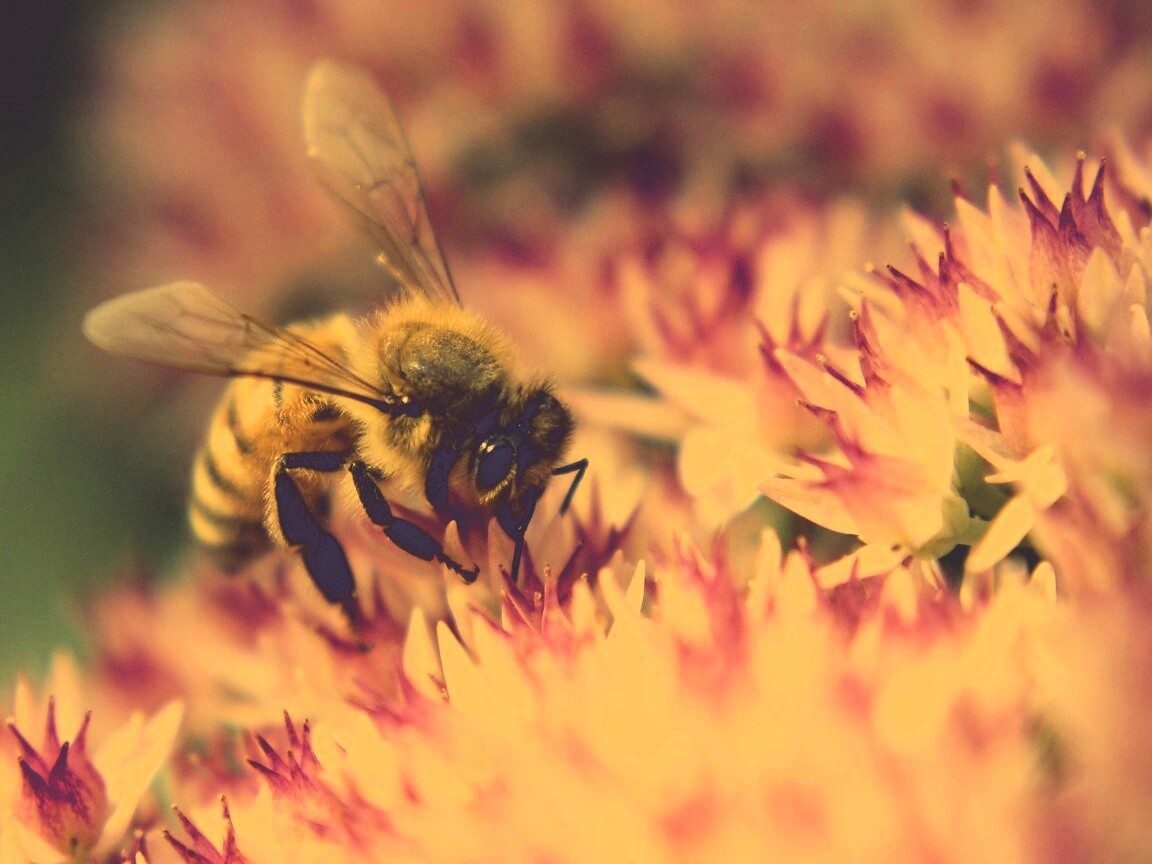Пчела собирает пыльцу обои