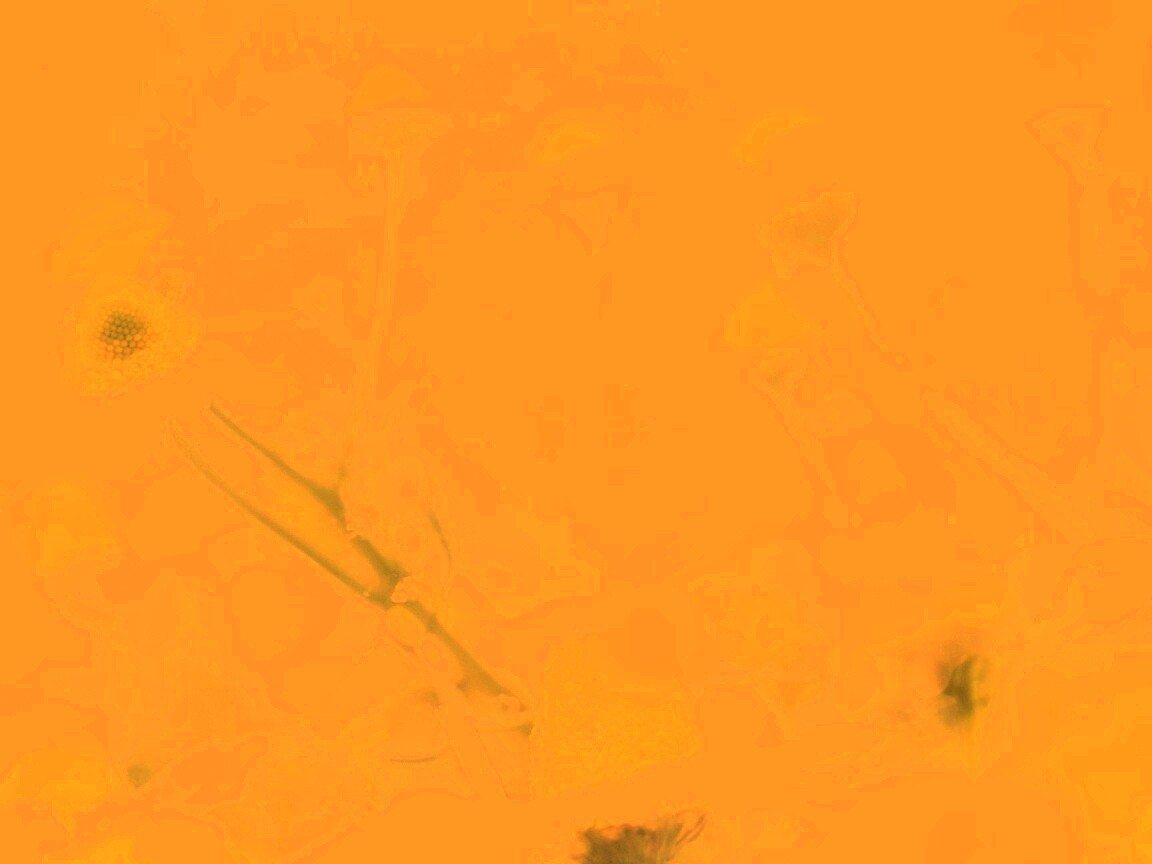 Летние цветы в лучах света обои