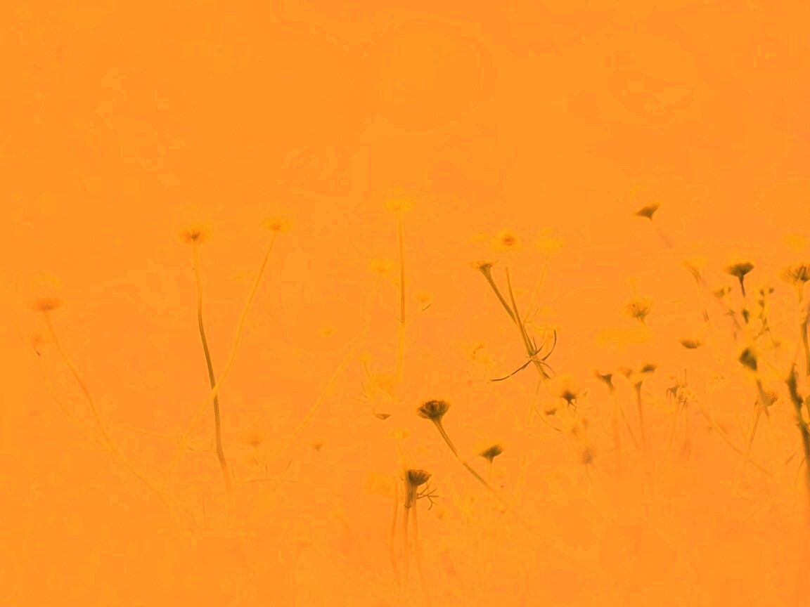 Цветочное лето обои