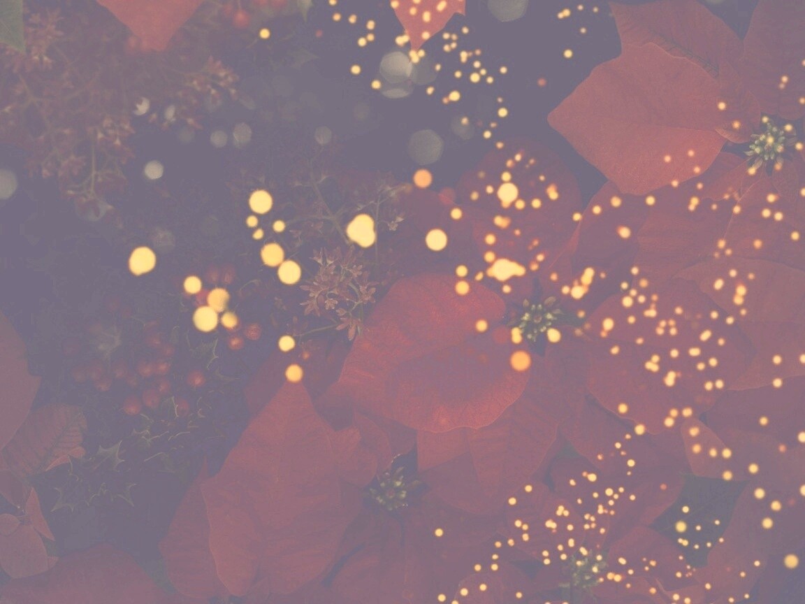 Бархатные лепестки обои