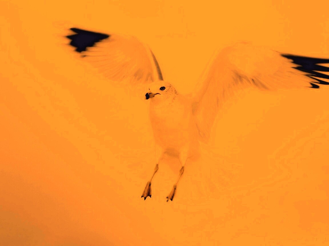 Гордая белая птица обои