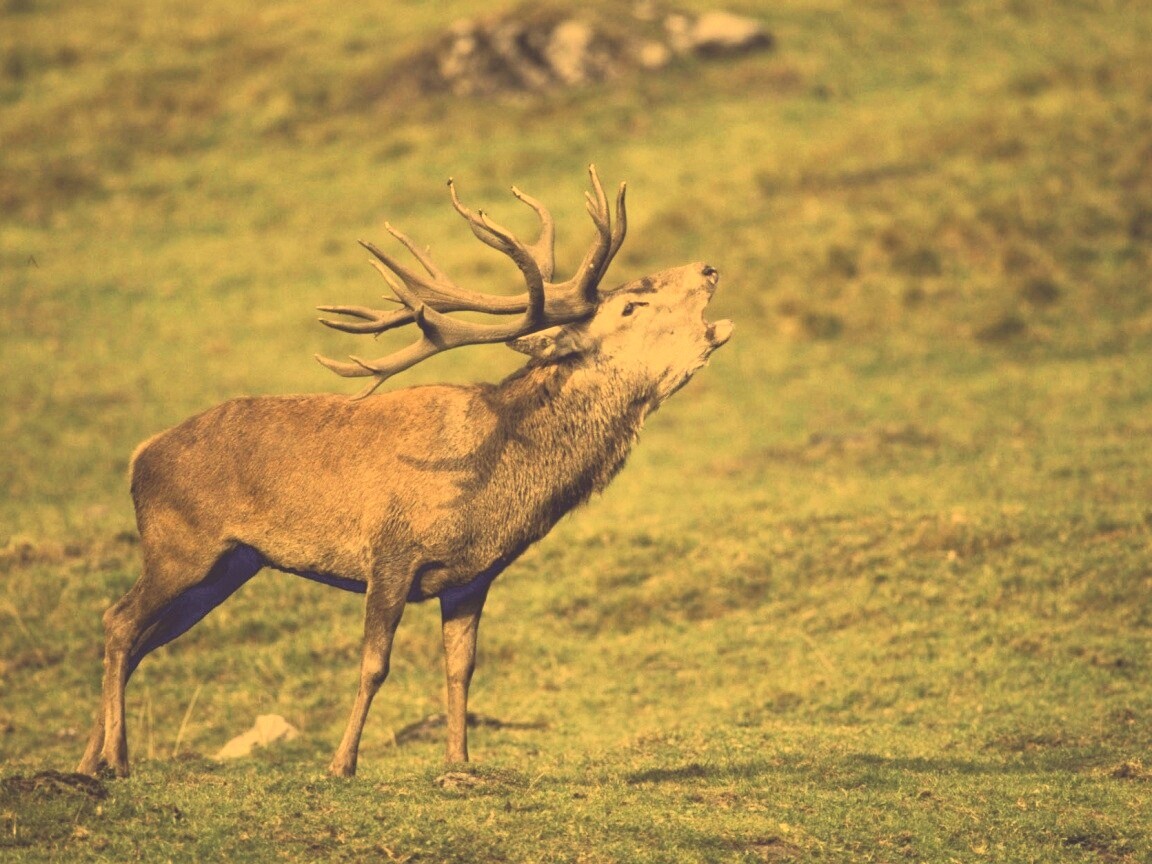 Лось зовёт сородичей обои