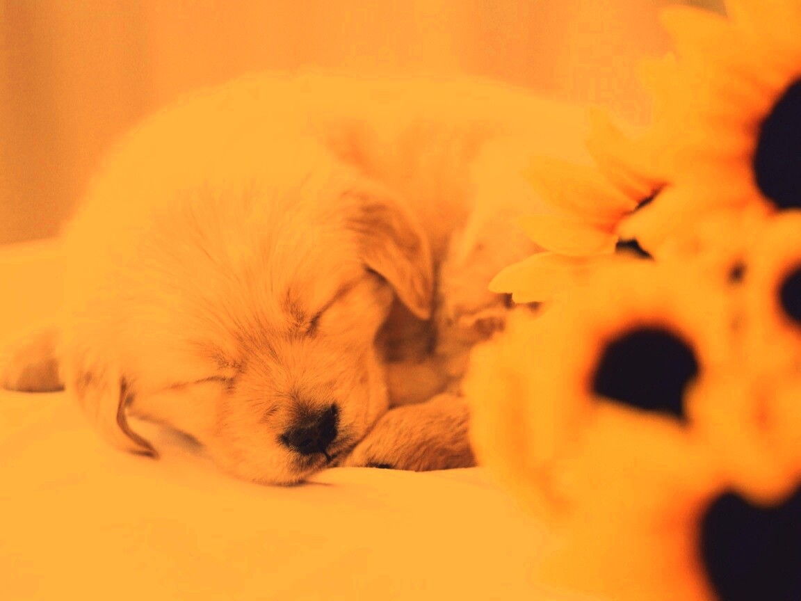 Спящий щенок обои