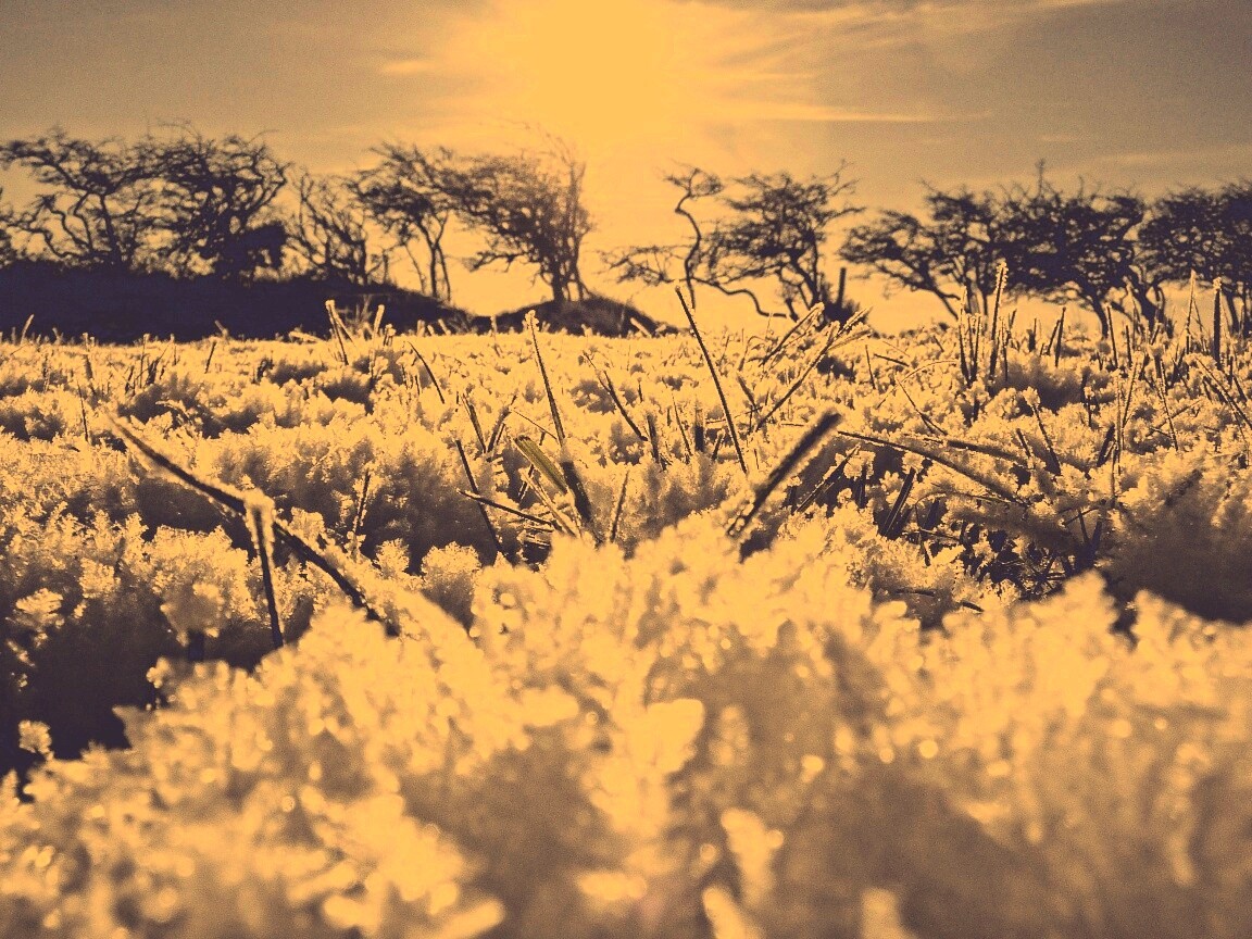 Утренний мороз обои