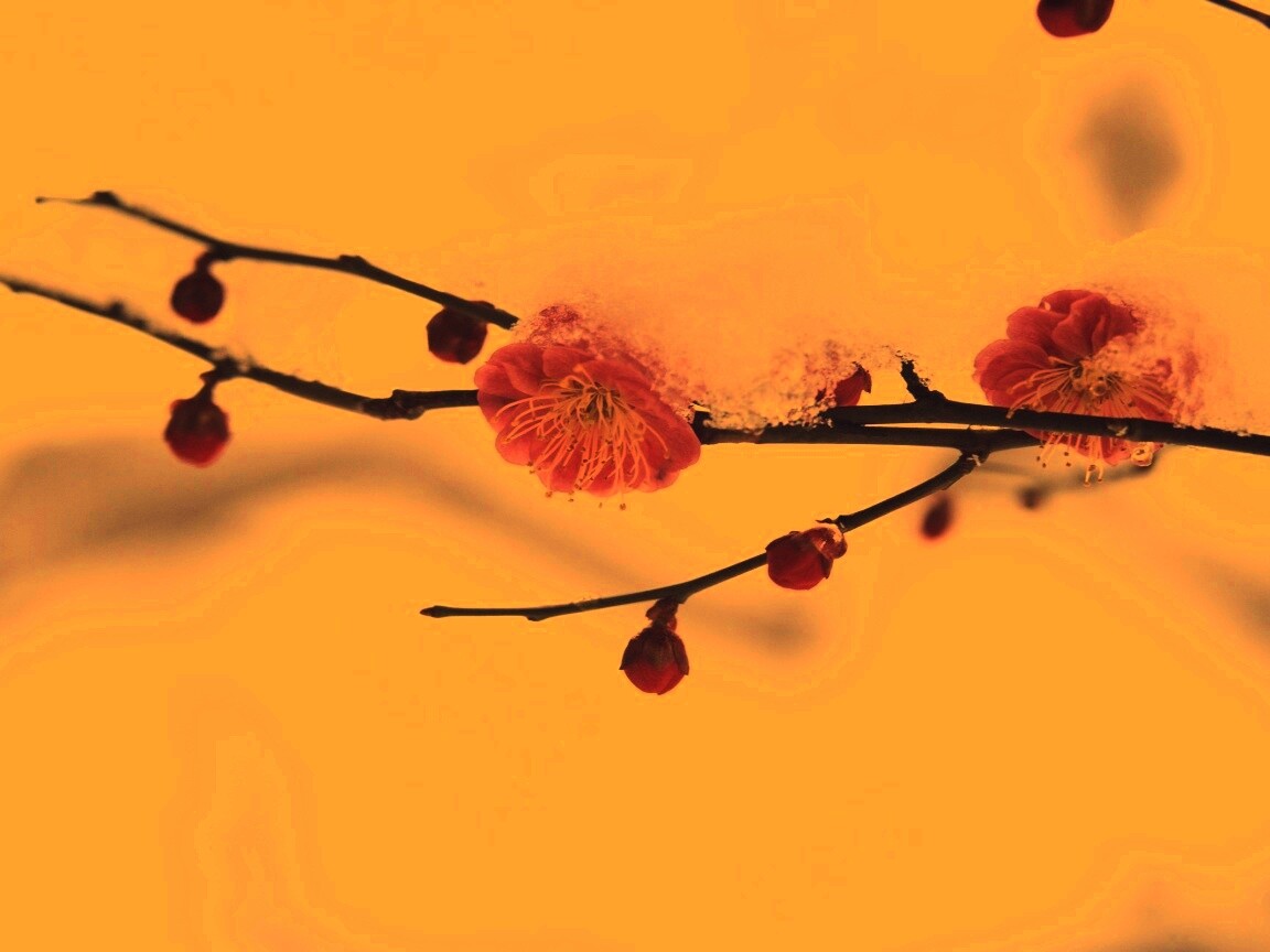 Цветы под снегом обои