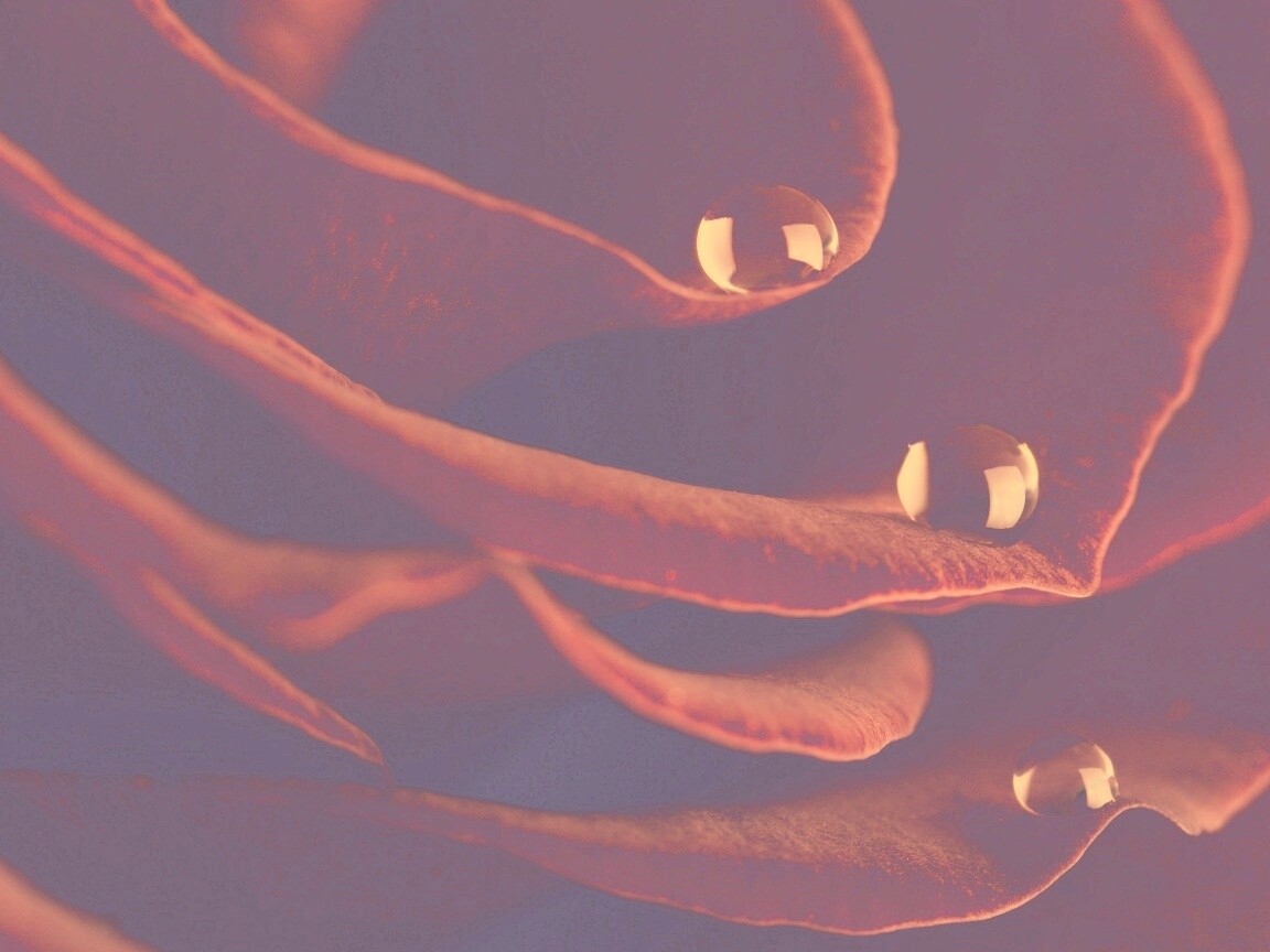 Капли росы на лепестках розы обои