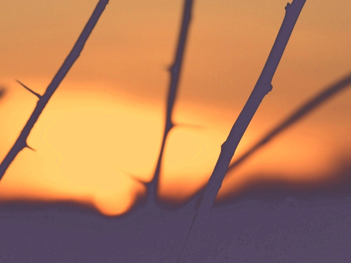 Закат солнца в поле обои