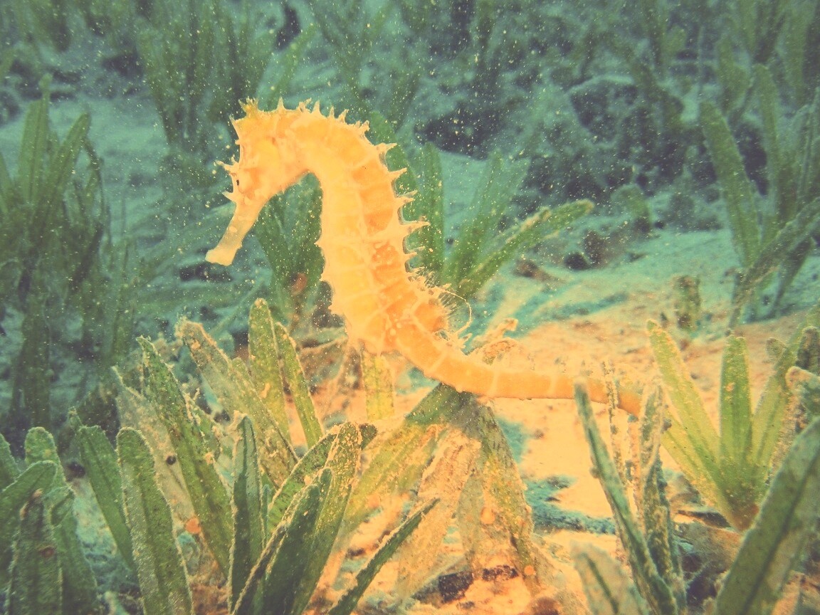 Морской конек обои