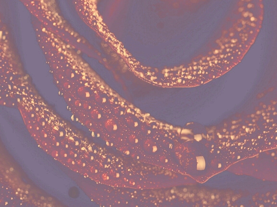 Роза в каплях обои