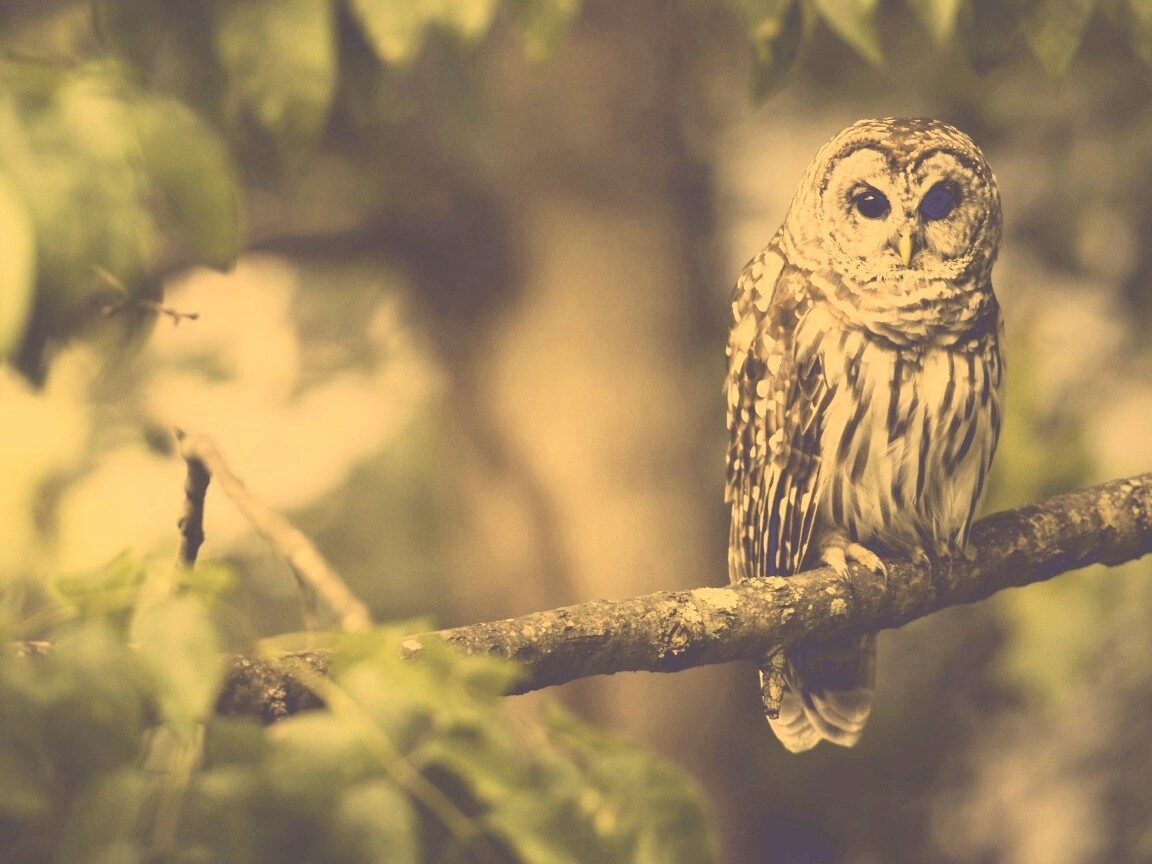 Сова на ветке обои