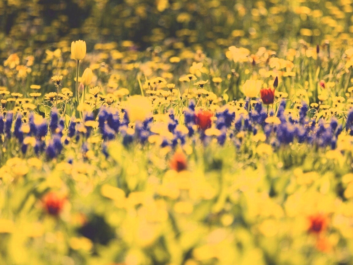 Все краски весны обои