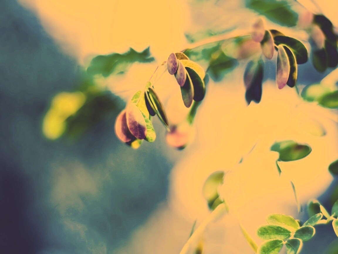 Фиолетовые листья обои