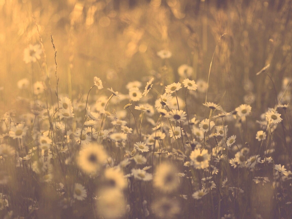Поле ромашек обои