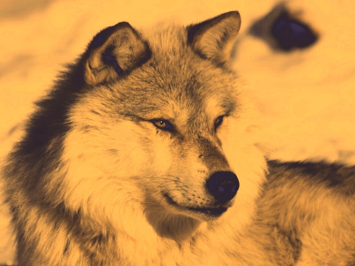 Лайка на снегу обои