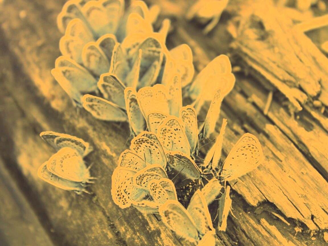 Голубые бабочки обои