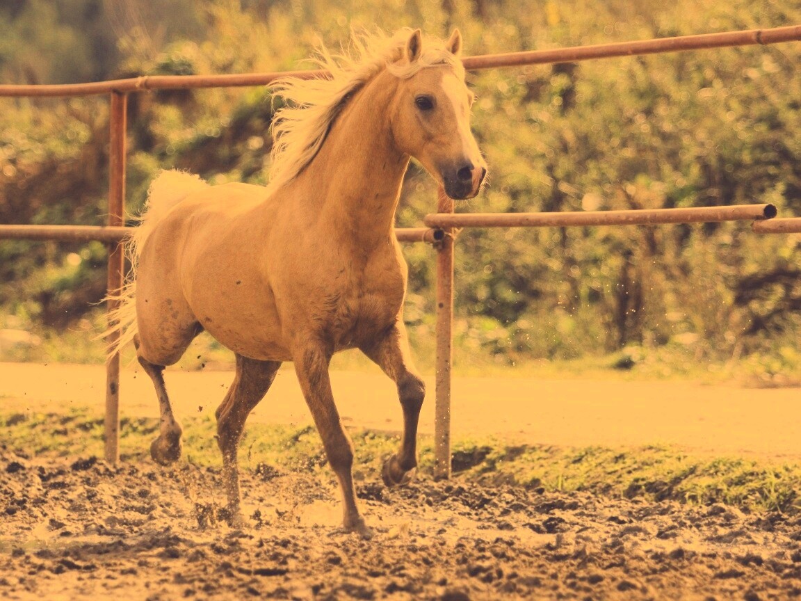 Молодая лошадь в загоне обои