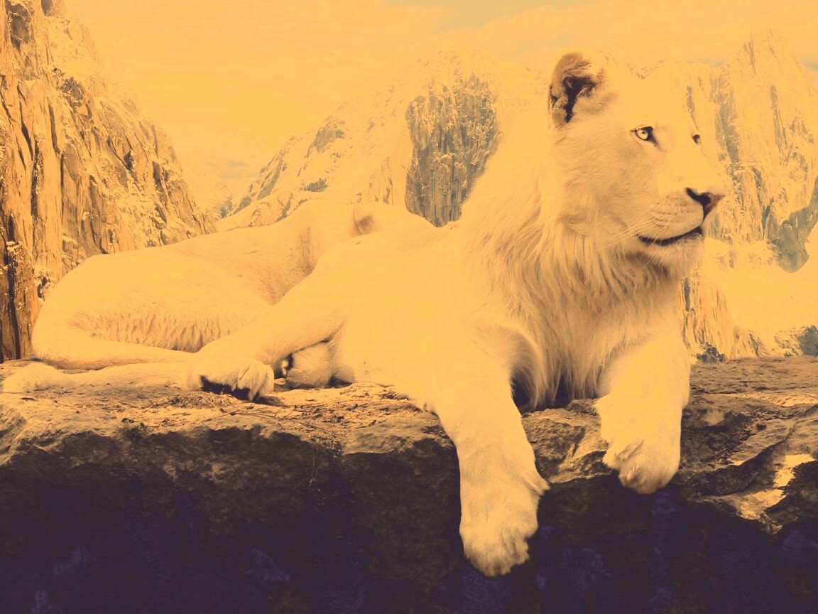 Белый лев обои